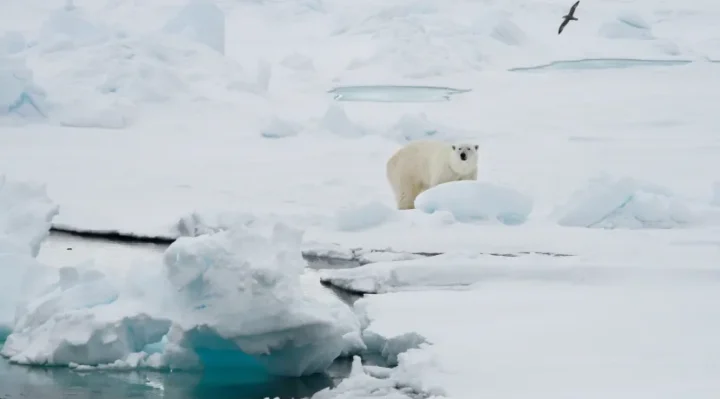 Polar Bear Killed After Injuring Tourist On Norway’s Svalbard Islands Norway News Latest